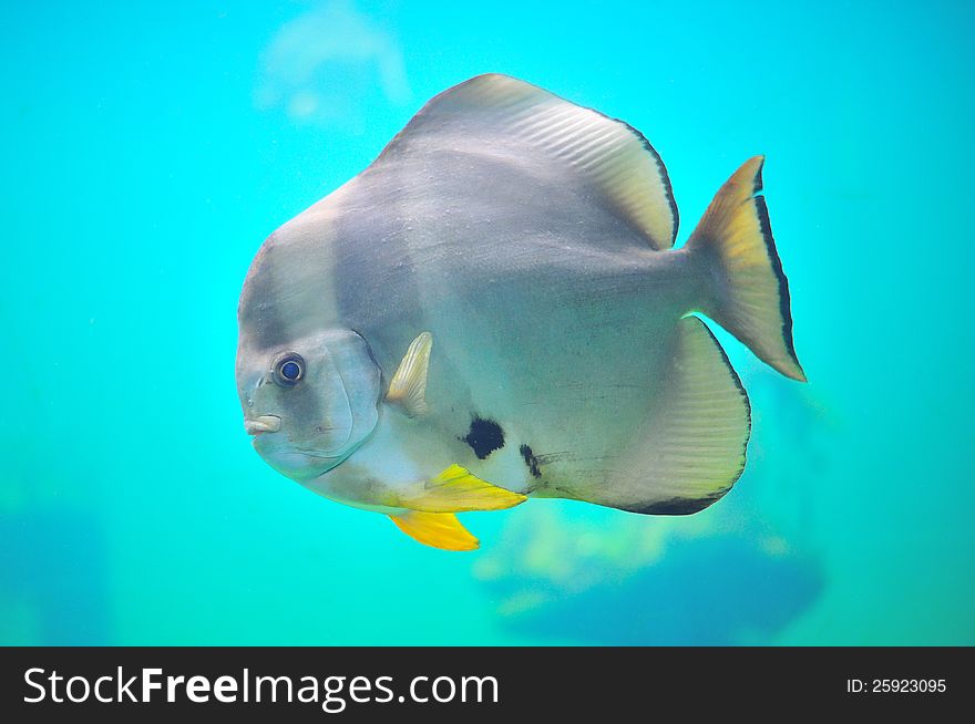 Fish In Aquarium.