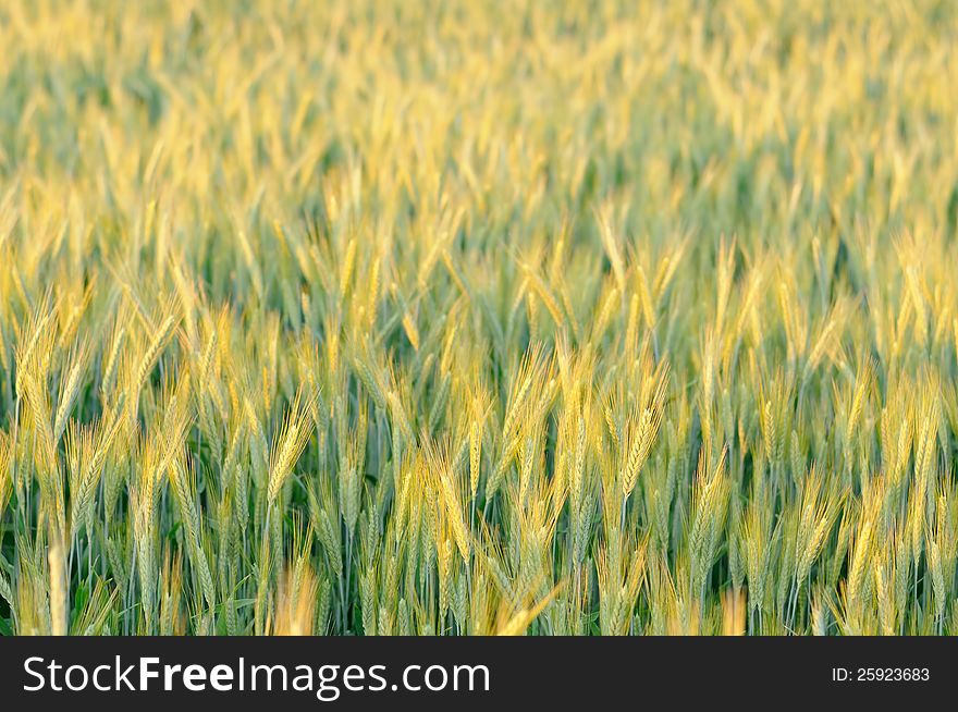 A beautiful field with golden ears of rye. A beautiful field with golden ears of rye