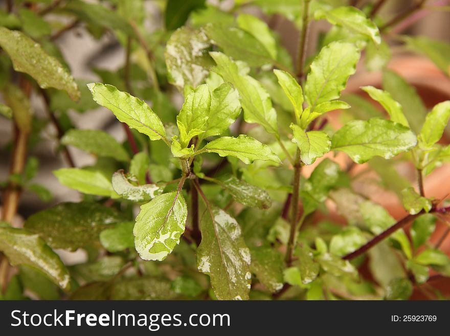 Holy basil leaves, vegetables with ingredients of Thai food.