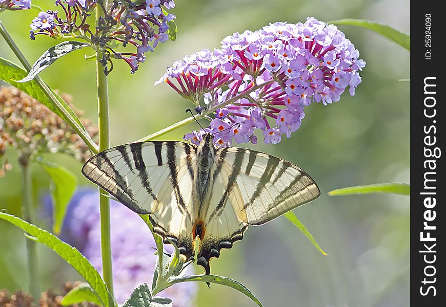 Swallowtail butterfly (papilio machaon ) purple organ as the sun shines right through it. Swallowtail butterfly (papilio machaon ) purple organ as the sun shines right through it