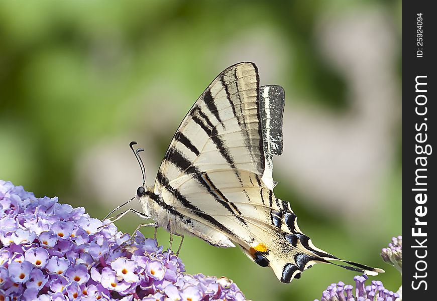 Swallowtail butterfly (papilio machaon ) As the purple organ, pollen feast. Swallowtail butterfly (papilio machaon ) As the purple organ, pollen feast