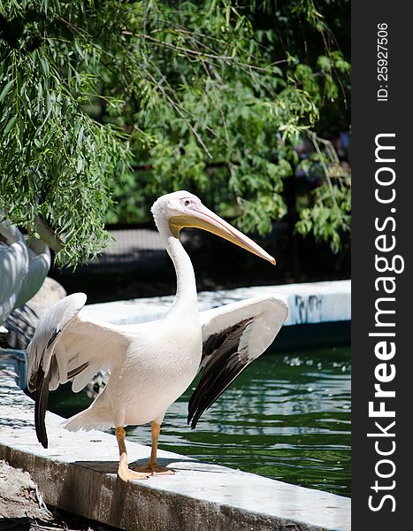 A captive pelican at the Bucharest Zoo, Romania