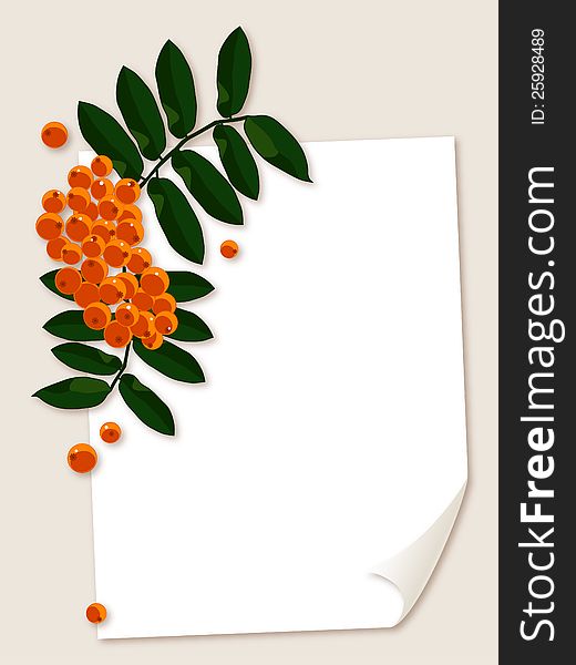 White paper sheet with rowan berries branch.