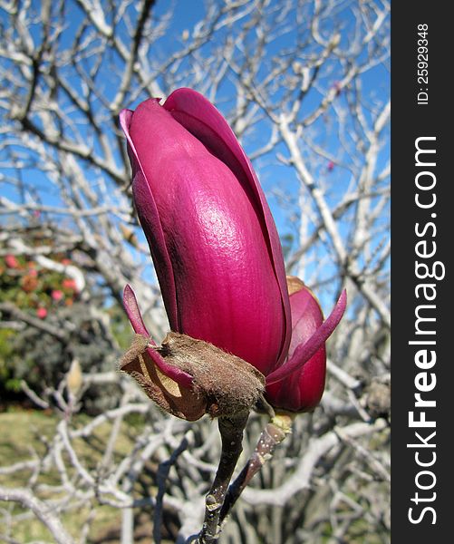 Buds of a lilac magnolia