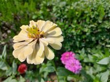 Closeup Shot Of A Zinnia Flower In A Garden Stock Image