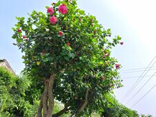 Beautiful Hibiscus Flower Tree In A Garden Royalty Free Stock Photo