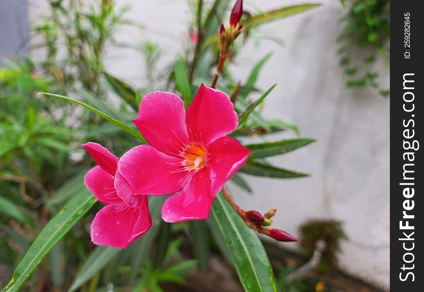 Closeup Shot Of Beautiful Pink Colored Flowers