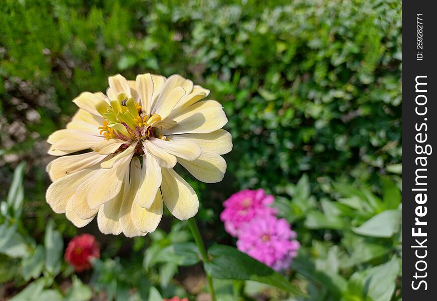 closeup shot of a zinnia flower in a garden