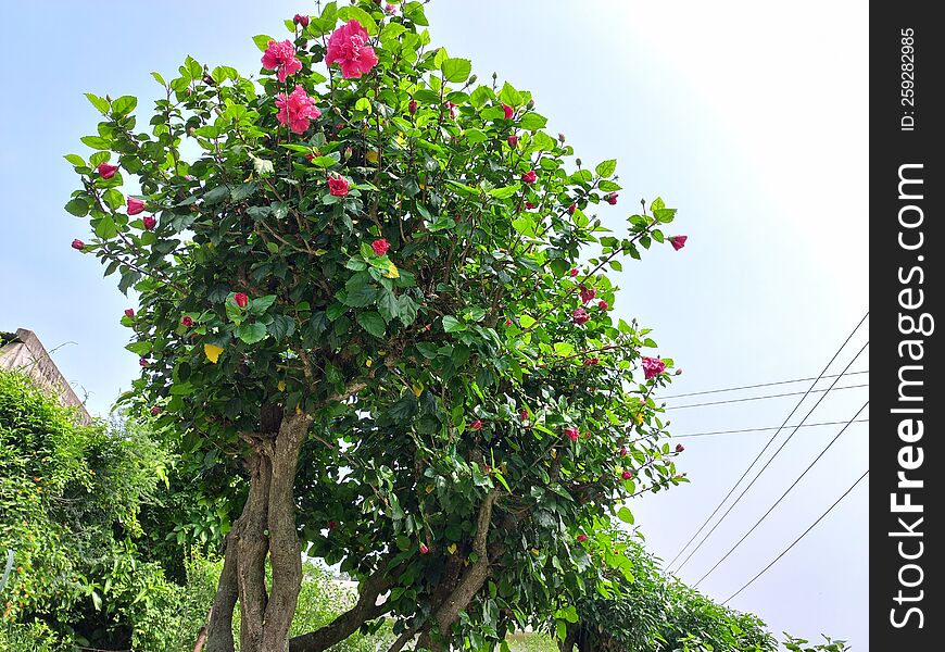 beautiful hibiscus flower tree in a garden