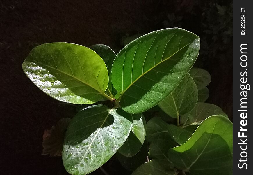 closeup shot of leaves of banyan tree during the night