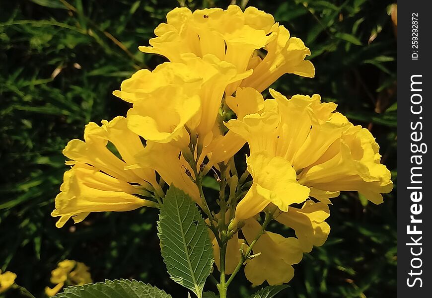 Lily is genius of herbaceous flowers plants.the lily& x27 s is is incredible for pollinators,attracting insects with its large colour full flowers and tectar. This video in mogri, Anand, Gujarat, India.