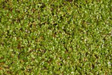 Duckweed Royalty Free Stock Photo Duckweed Royalty Free Stock Photo