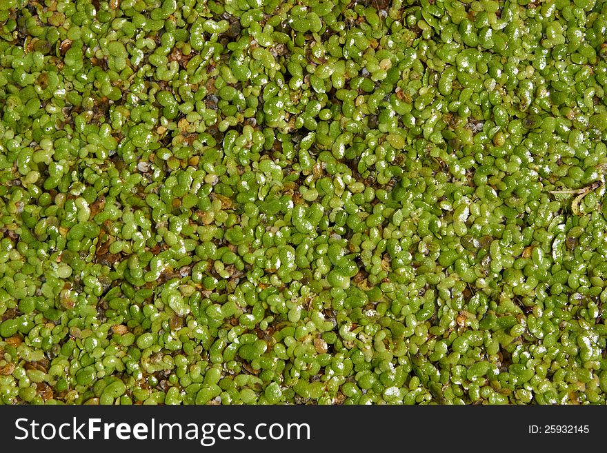 The water is covered with duckweed