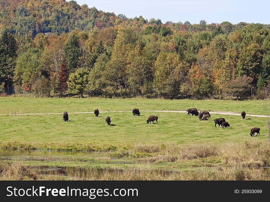 Herd of buffaloes at omega wildlife park near montebello,quebec. Herd of buffaloes at omega wildlife park near montebello,quebec