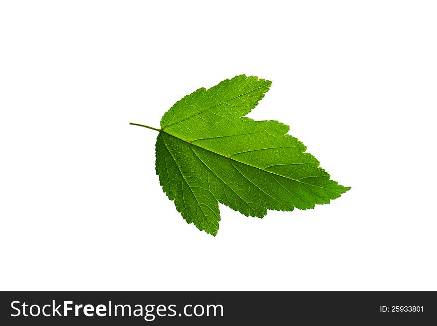 Green leaf isolated on white