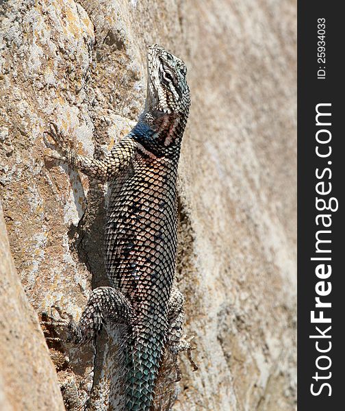 Blue Belly Banded Lizard Perched On Rock
