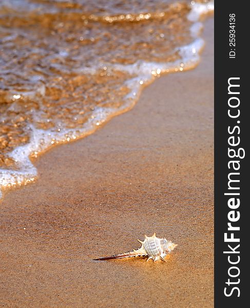 Vertical closeup for seashell on the summer sea coast. Vertical closeup for seashell on the summer sea coast