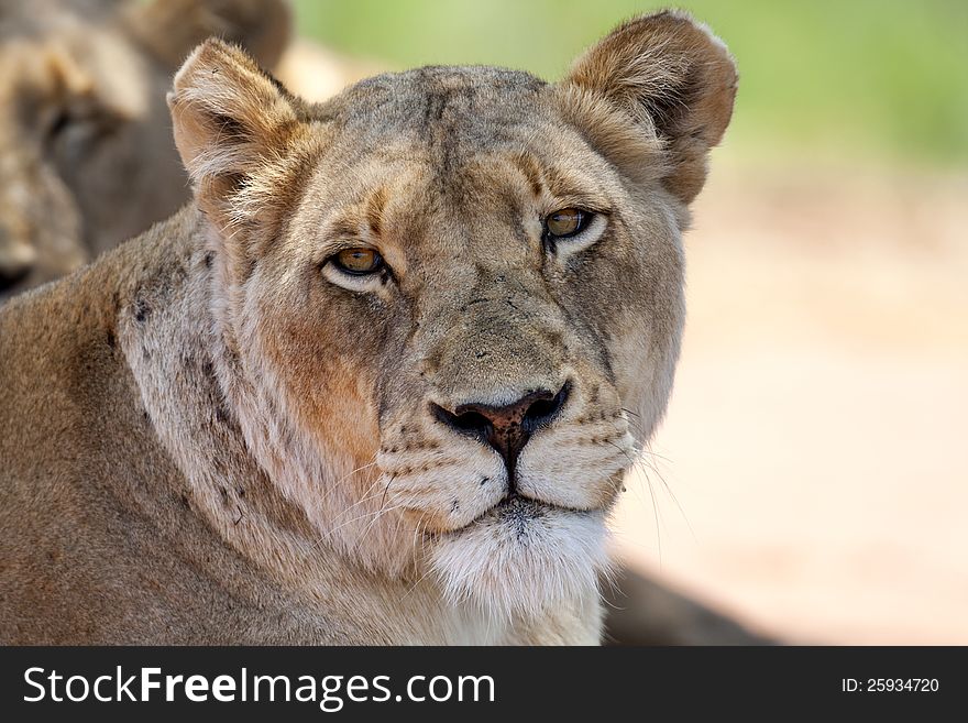 Lioness Resting under the tree in the hot African sun in a game reserve in South Africa