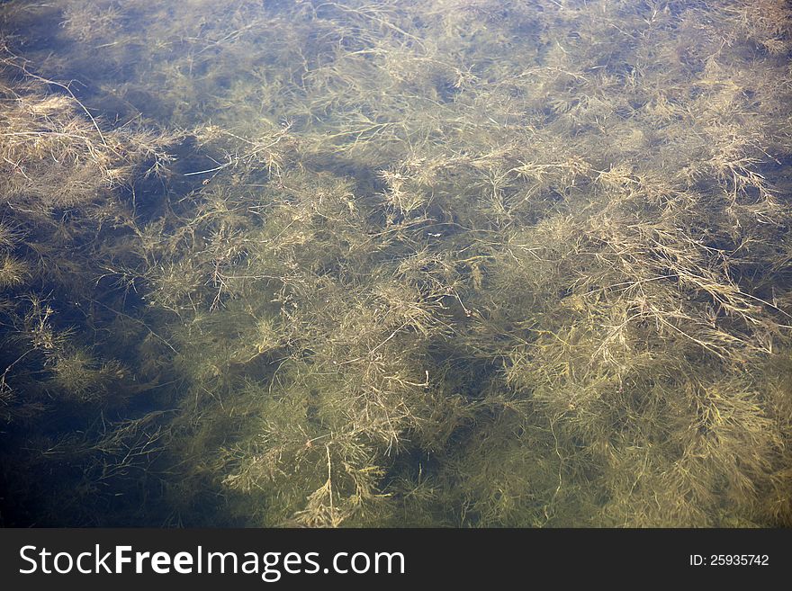 Sea weeds in the water under the daylight
