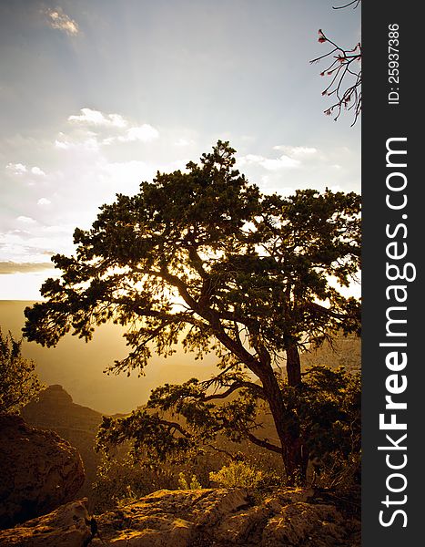 The sun rises in the Grand Canyon behind a tree and bushes. The sun rises in the Grand Canyon behind a tree and bushes.