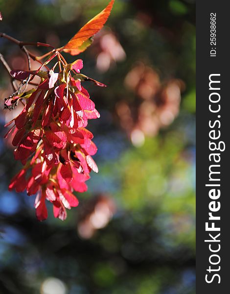 Landscape color photograph of a cluster of red winged seeds, or Samara and leaves from aTatarian Maplen (Acer Tataricum). Landscape color photograph of a cluster of red winged seeds, or Samara and leaves from aTatarian Maplen (Acer Tataricum)