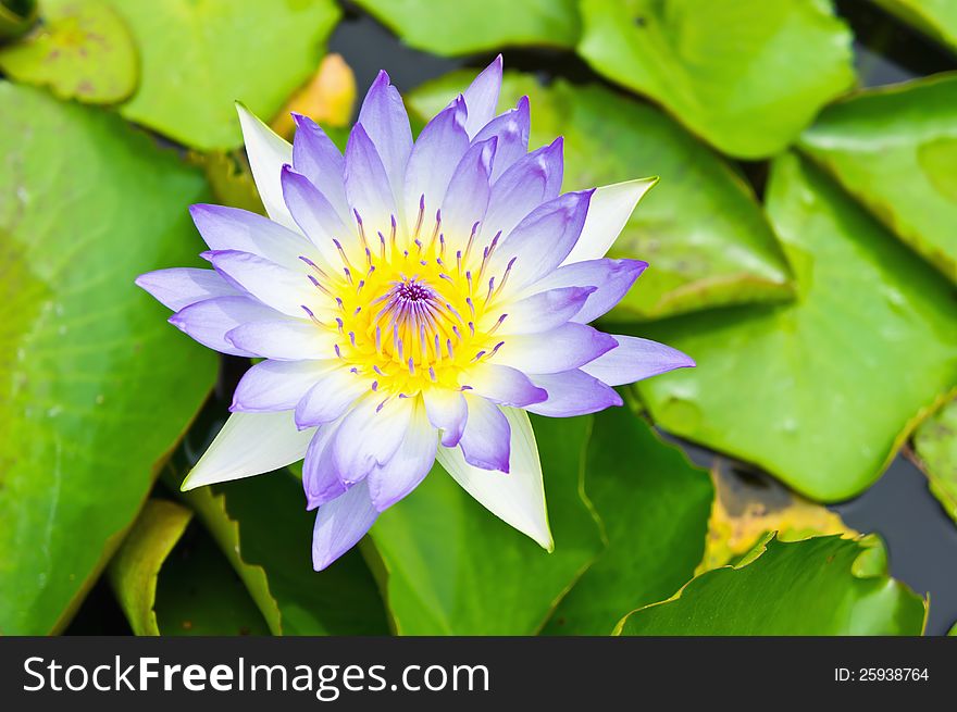 Purple lotus blossom or water lily flower blooming on pond.