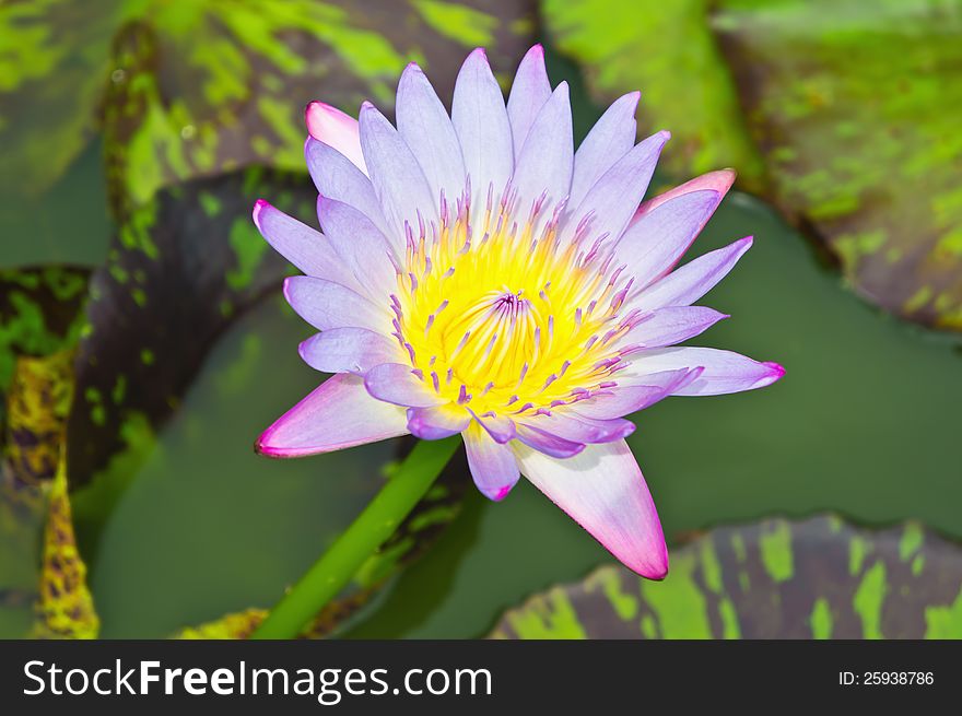 Multicolor lotus blossoms or water lily flowers blooming on pond.