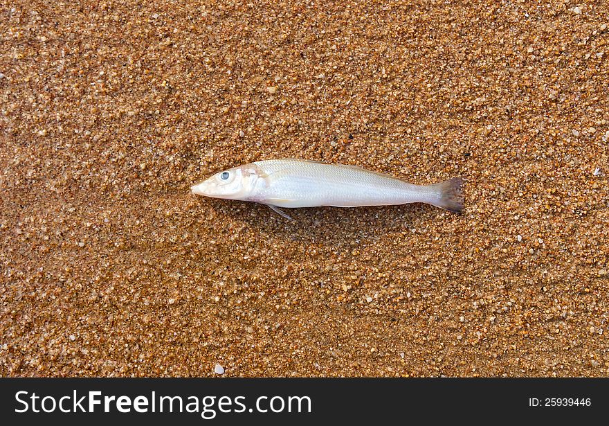 Dead fish on the beach orange sand