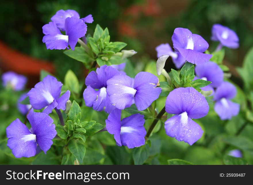 Beautiful blue flowers in a garden
