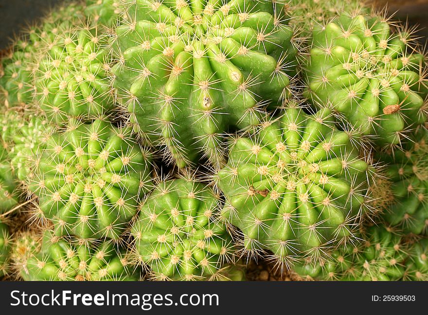 Green Cactuses