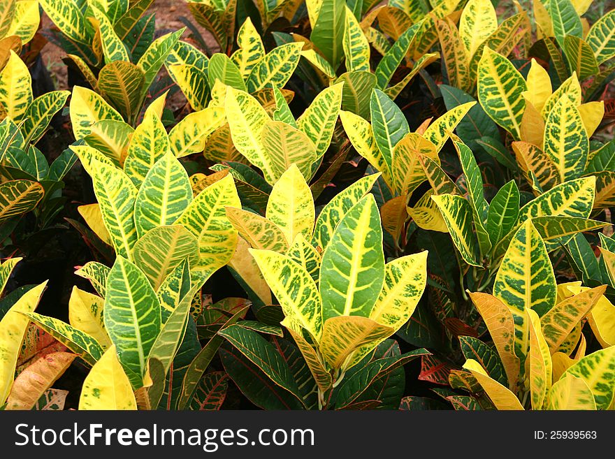 Closeup photo of vivid colorful leaves of houseplants