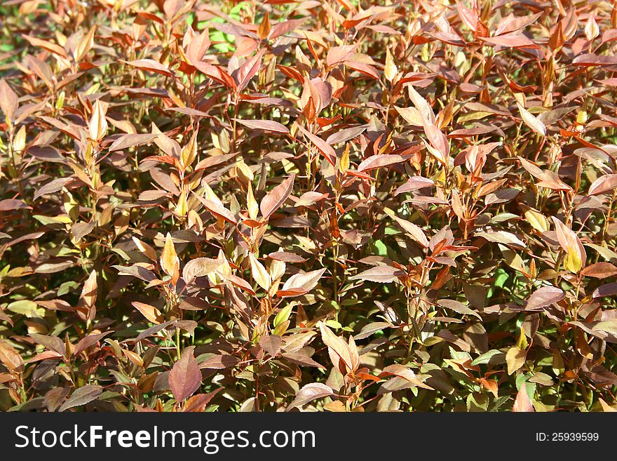 Background of red leaves in a garden