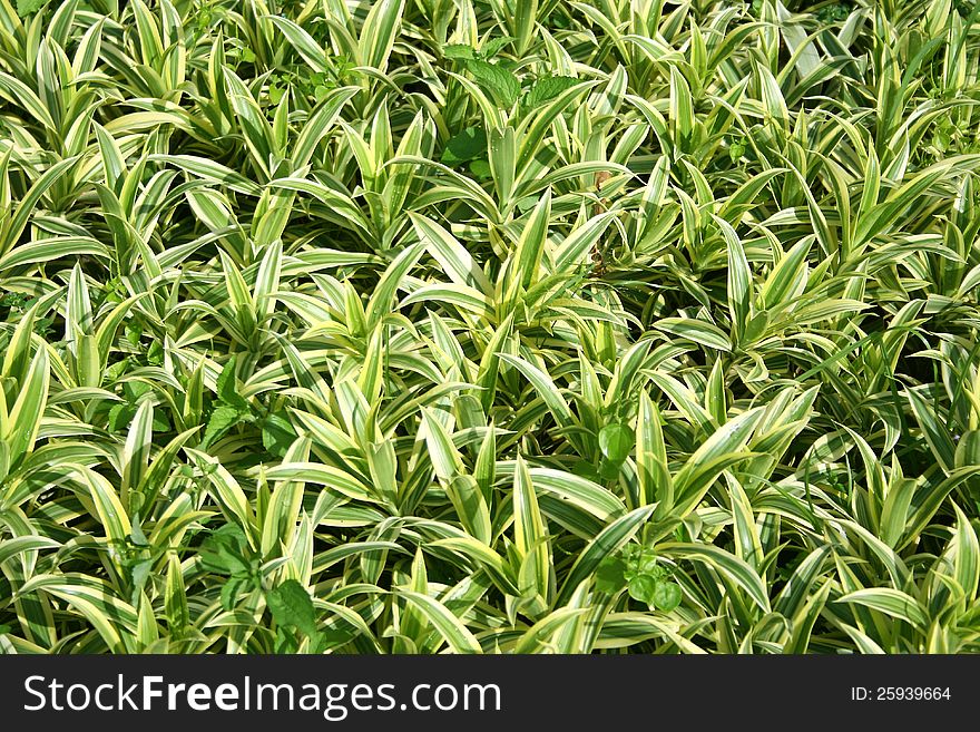 Background of green and white leaves. Background of green and white leaves