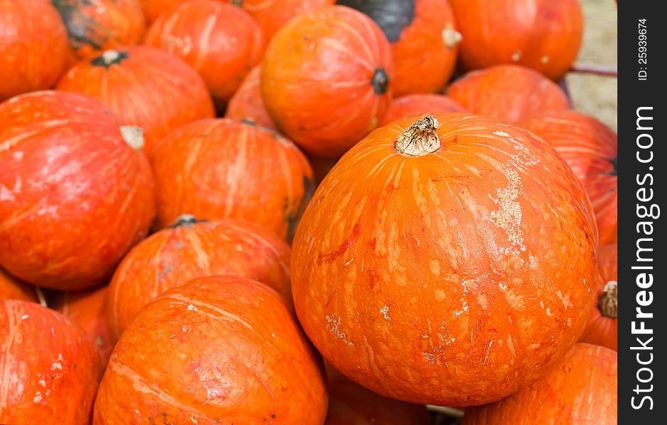 Pumpkins in farm rural country field produce harvest holiday. Pumpkins in farm rural country field produce harvest holiday