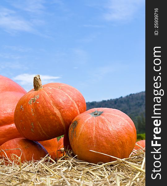 Pumpkins in farm rural country field produce harvest holiday. Pumpkins in farm rural country field produce harvest holiday