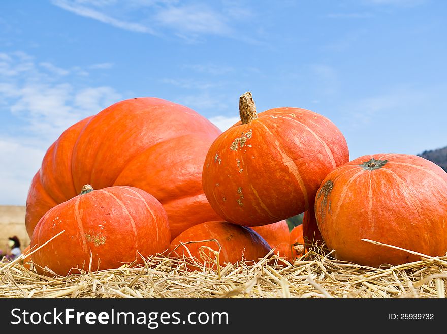 Pumpkins in farm