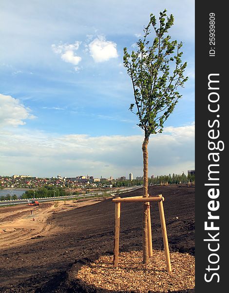 Young trees on construction site in future city park. Young trees on construction site in future city park