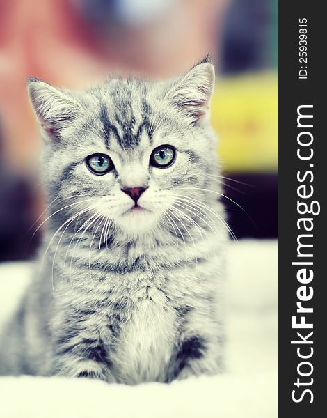 Sitting gray kitten on a white bedspread. Sitting gray kitten on a white bedspread