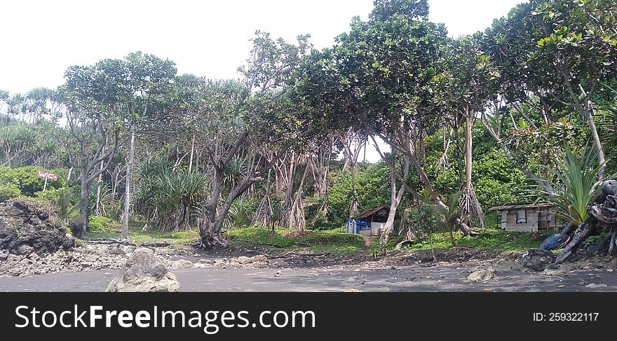 The Beautiful View Of Trees On The Beach Photos