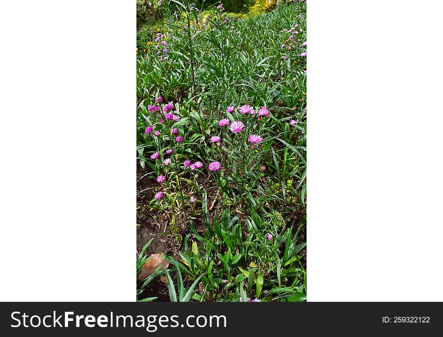 The beautiful zinnia flowers and grass in the garden realistic photo