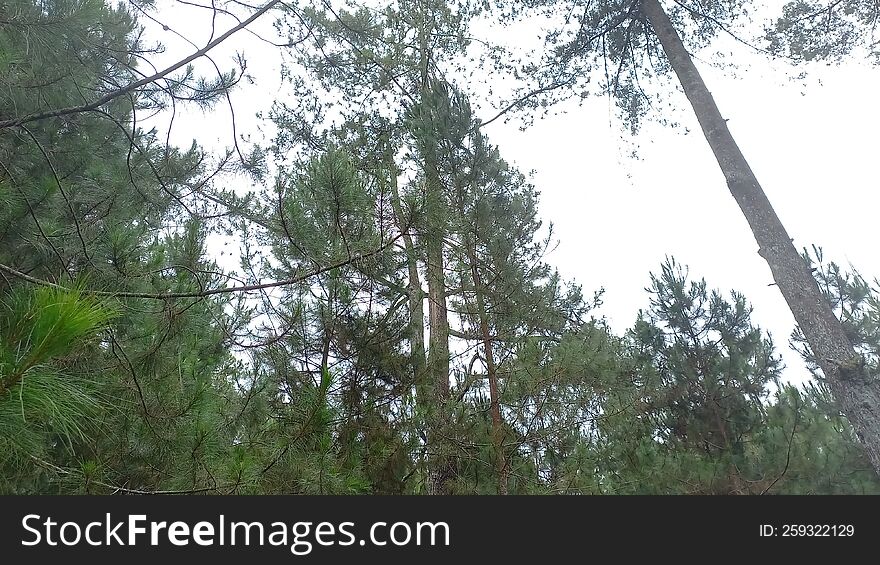 Forest full of trees and the blue sky realistic photo