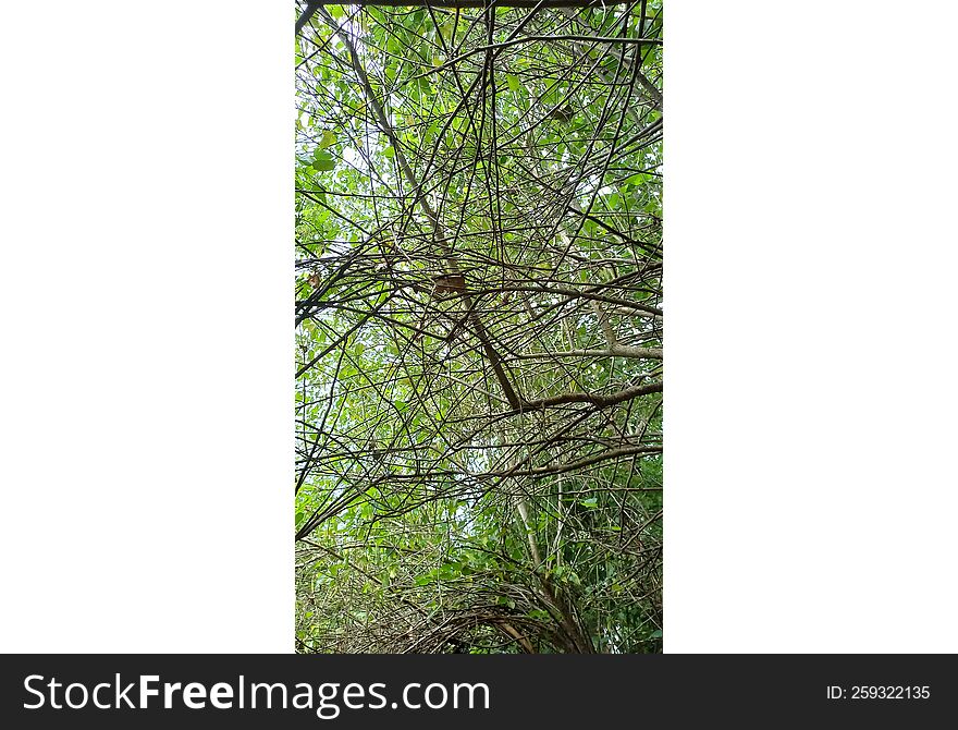 Plant With Vines Realistic Photo