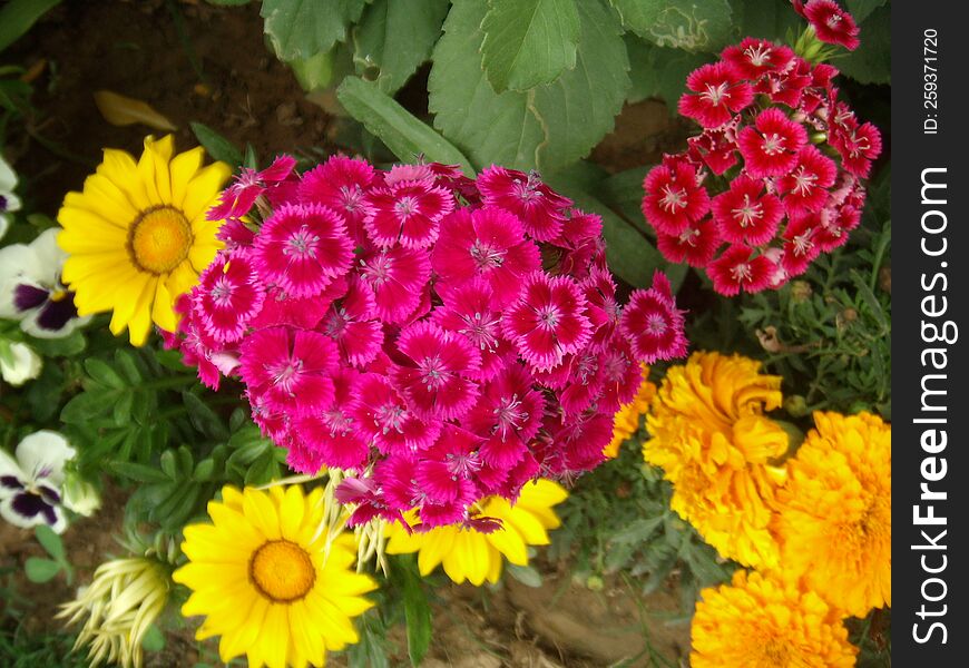 Colorful Flowers Blooming In A Garden