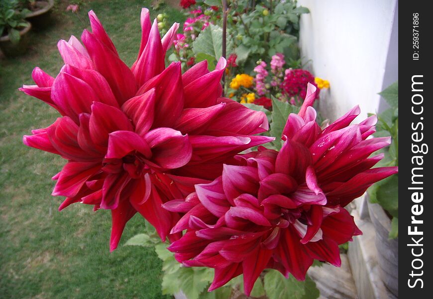 Colorful Red Colored Dahlia Flowers In A Garden