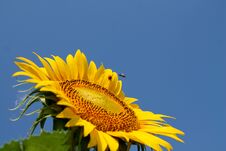 Sunflower Field, Sunflower Close-up, The Beginning Of Flowering Sunflowers Royalty Free Stock Photos