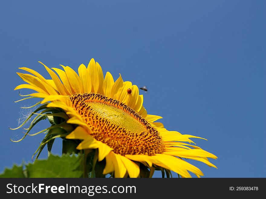 Sunflower field, sunflower close-up, the beginning of flowering sunflowers