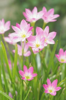 Fairy Lily / Rain Lily Stock Photo Fairy Lily / Rain Lily Stock Photo