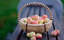 Apples In The Basket Stock Photography Apples In The Basket Stock Photography