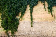 Stone Wall With Grapevine Stock Image Stone Wall With Grapevine Stock Image