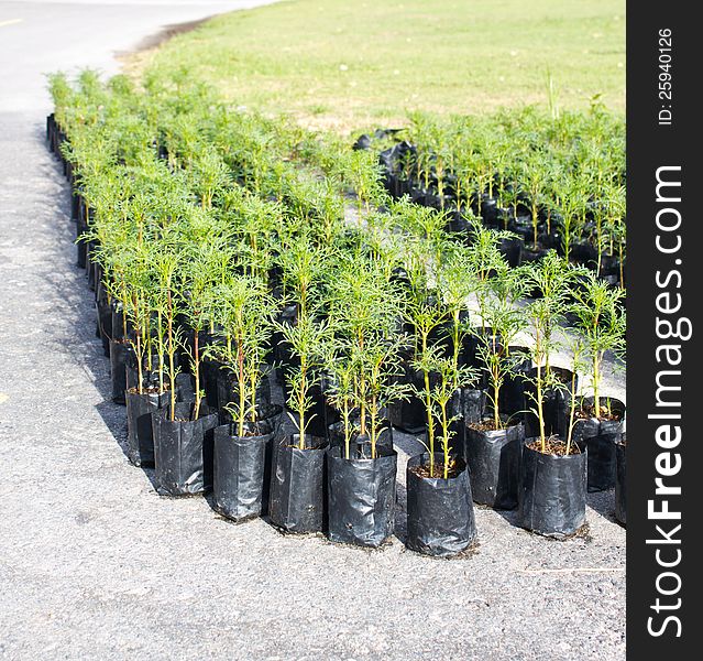 Young Plants In Planting Bags